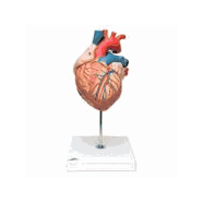Heart, 2 Time Life-size, 4-part