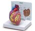 Nasco SB32595 Heart Model (2-Piece) with Card, Dimensions: 3-3/4" x 4" x 4-1/4", Card size: 6-1/2" x 5-1/4", Two-piece model opens in half to show inner chambers and valves of the heart as well as aortic arch, superior and inferior vena cava, pulmonary and cardiac veins.<br><br><font color="red"><b>BACK TO THE PRODUCT TABLE, <a href="https://www.aaawholesalecompany.com/nurse-s-station-and-office-supplies-educational-and-reference-materials-3b-scientific-human-heart-mo.html">CLICK HERE</a></b></font>