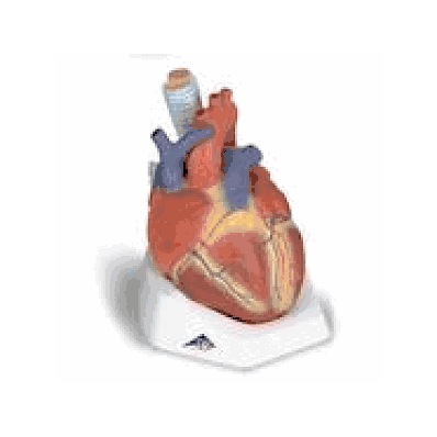 Heart Model with 7 Part