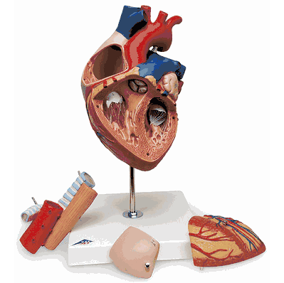 G13 Heart Mdl Enlarged 5 Part