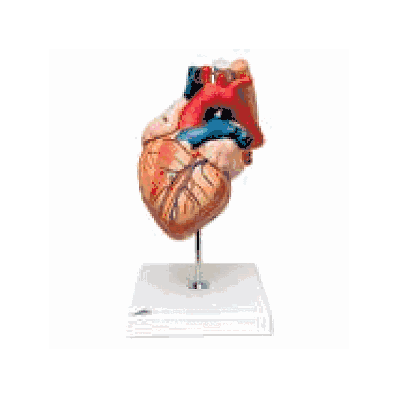 Heart with Oesophagus & Trachea