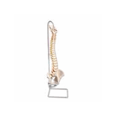 Highly Flexible Spine Model