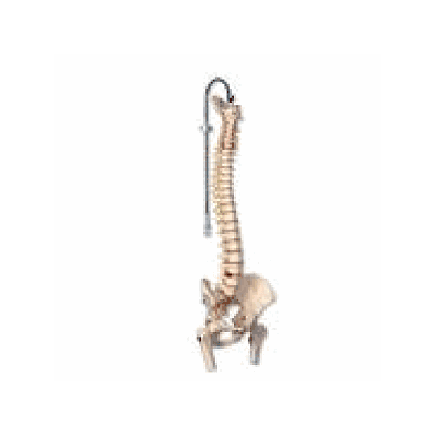 Highly Flexible Spine Model with Femur Heads