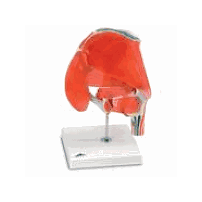Hip Joint with Removable Muscles, 7 part