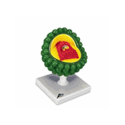 HIV Model