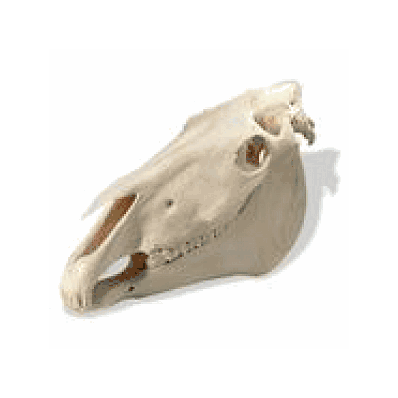 Horse Skull