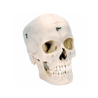 Human Bony Skull Model, 6 part