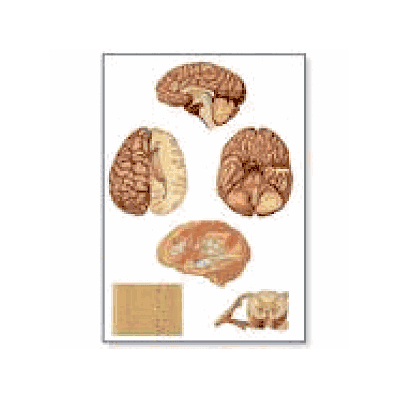 Human Central Nervous System Chart without rods