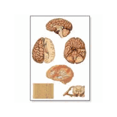 Human Central Nervous System Chart with wooden rods