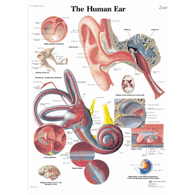 Human Ear Chart, 20" x 26" 