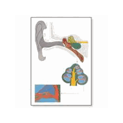 Human Ear Chart without rods