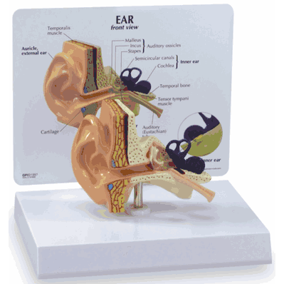 Model Human Ear