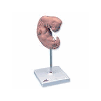 Human Embryo Model, 25 Times Life Size