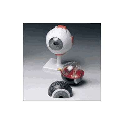 Human Eye Model Classic - Model, Classic Huma