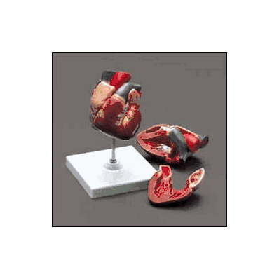 Human Heart Model Classic - Model, Heart Clas