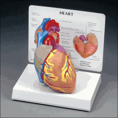 Human Heart Model, Cutaway with a Size of 3