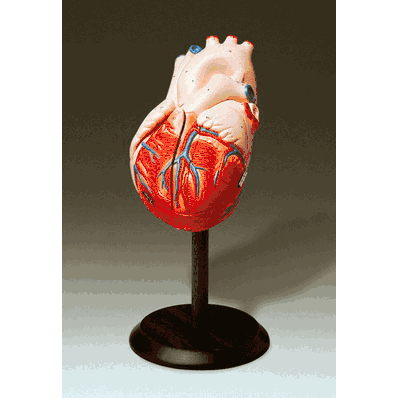 Human Heart Model, Giant Hands-On Heart for