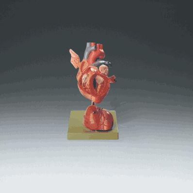 Human Heart Model, Twice the Size of an Adu