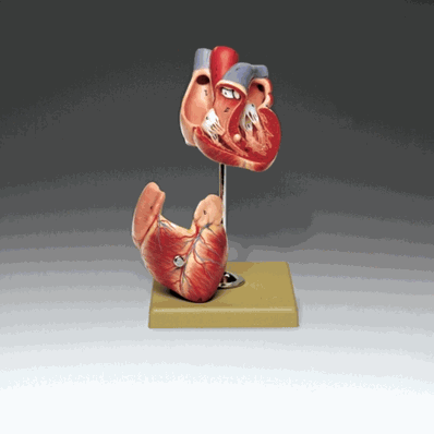 Human Heart Model, Two-Part with a 3/4 Life