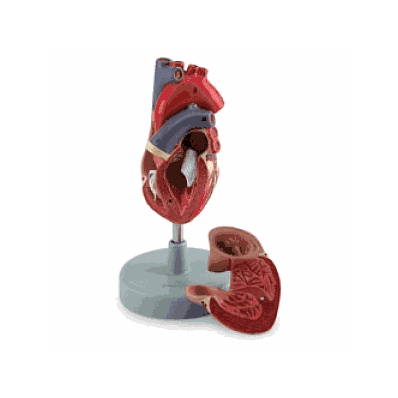 Model, Heart, Human, 2 Part - Medline