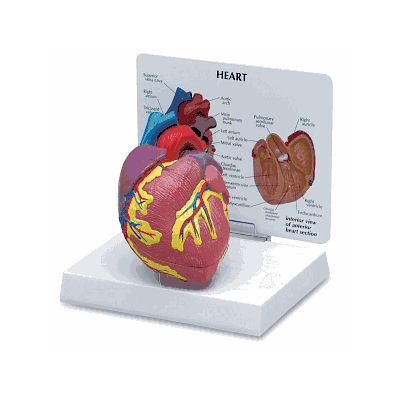 Model, Heart W/Card - Medline