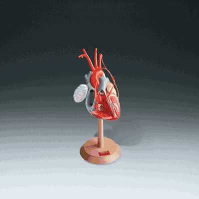 Human Heart Model with Coronary Bypasses, A