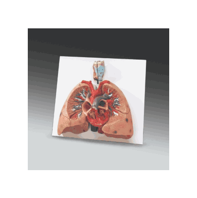Human Heart Model with Lungs, Approximately