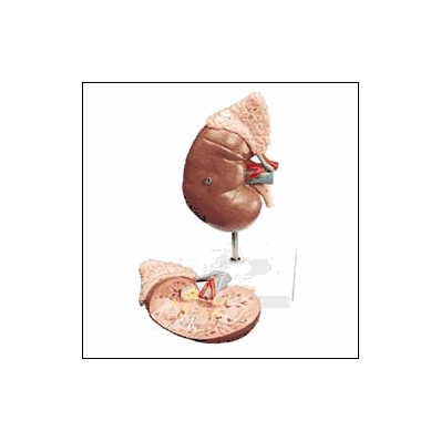Human Kidney And Adrenal Gland Model - Model,