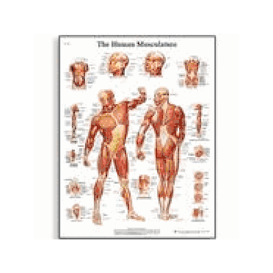 Human Musculature Chart