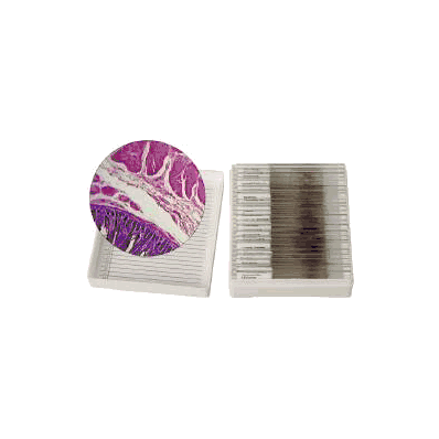 Human Physiology - Set Of 25 Slides - Slide S