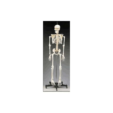 Human Skeleton Budget Bart - Skeleton, Budge
