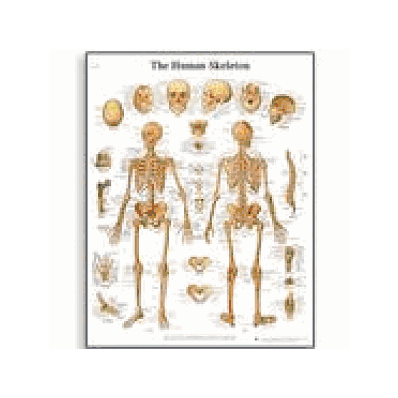Human Skeleton Chart