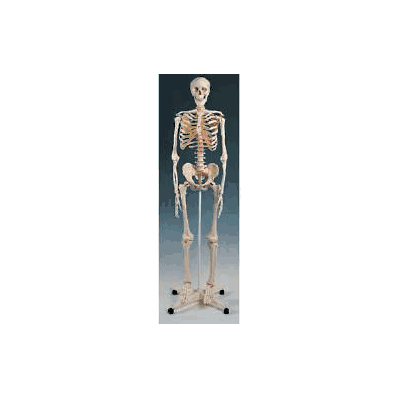 Human Skeleton - Skeleton, Stan Std Human -
