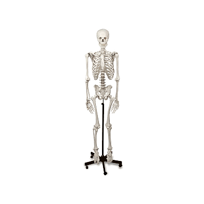 Human Skeleton With Stand By Enasco - Skeleto