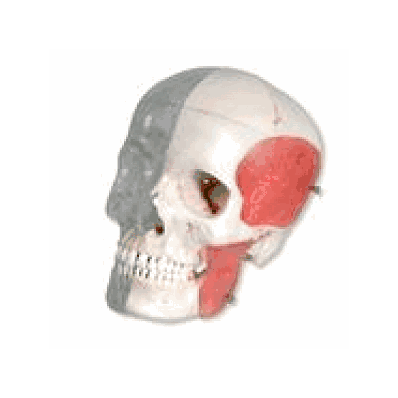 Human Skull Model, Half transparent, Half Bony, 8 part
