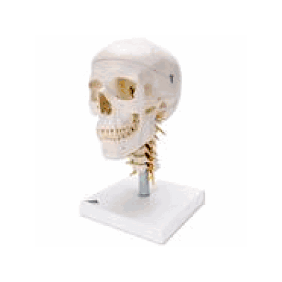 Human Skull Model on Cervical Spine, 4 part