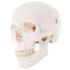 Human Skull, NOT NUMBER CODED, with Human Anatomy Manual, Size 20.0 x 13.5 x 15.5 cm, sold as Each by 3B 246981 <br><br><font color="red"><b>BACK TO THE PRODUCT TABLE, <a href="https://www.aaawholesalecompany.com/nurse-s-station-and-office-supplies-educational-and-reference-materials-3b-human-skull.html">CLICK HERE</a></b></font>