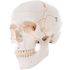 Human Skull, NUMBER CODED Bones, Colored Skull Sutures, with Comprehensive Key, Size 20.0 x 13.5 x 15.5 cm, sold as Each by 3B 246995 <br><br><font color="red"><b>BACK TO THE PRODUCT TABLE, <a href="https://www.aaawholesalecompany.com/nurse-s-station-and-office-supplies-educational-and-reference-materials-3b-human-skull.html">CLICK HERE</a></b></font>