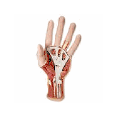 Internal Hand Structure Model, 3 part
