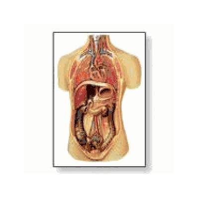 Internal Organs Chart with wooden rods