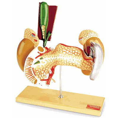 Upper abdominal internal organs model