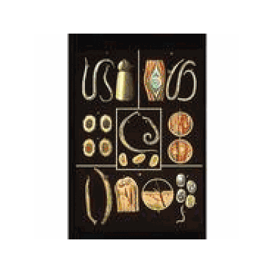Intestinal Parasite II Chart without rods