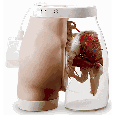 Intramuscular Injection Model