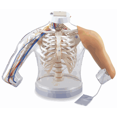 Upper Arm Muscles Injection Model