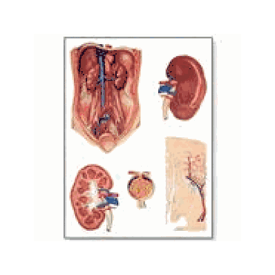 Kidney Chart without rods