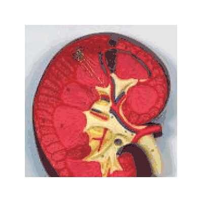  Kidney Section, 3 times full-size