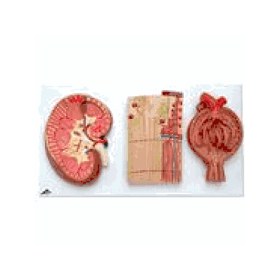  Kidney Section, Nephrons, Blood Vessels and Renal Corpuscle