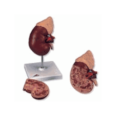Kidney with Adrenal Gland, 2 part