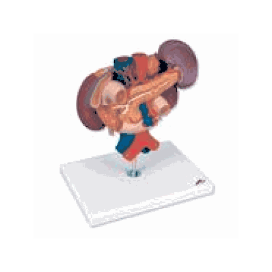 Kidneys with Rear Organs of the Upper Abdomen, 3 Part