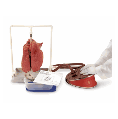 Kit Lungs Comparison
